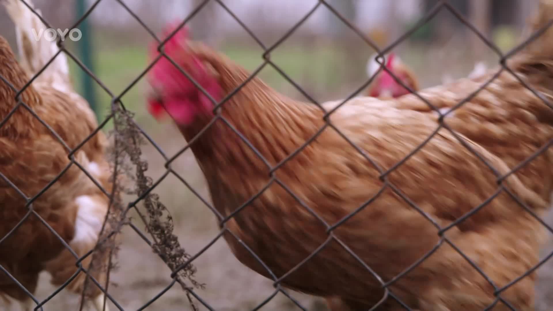 Chcete začít s chovem přeštického prasátka? Poradíme vám, jak na to!