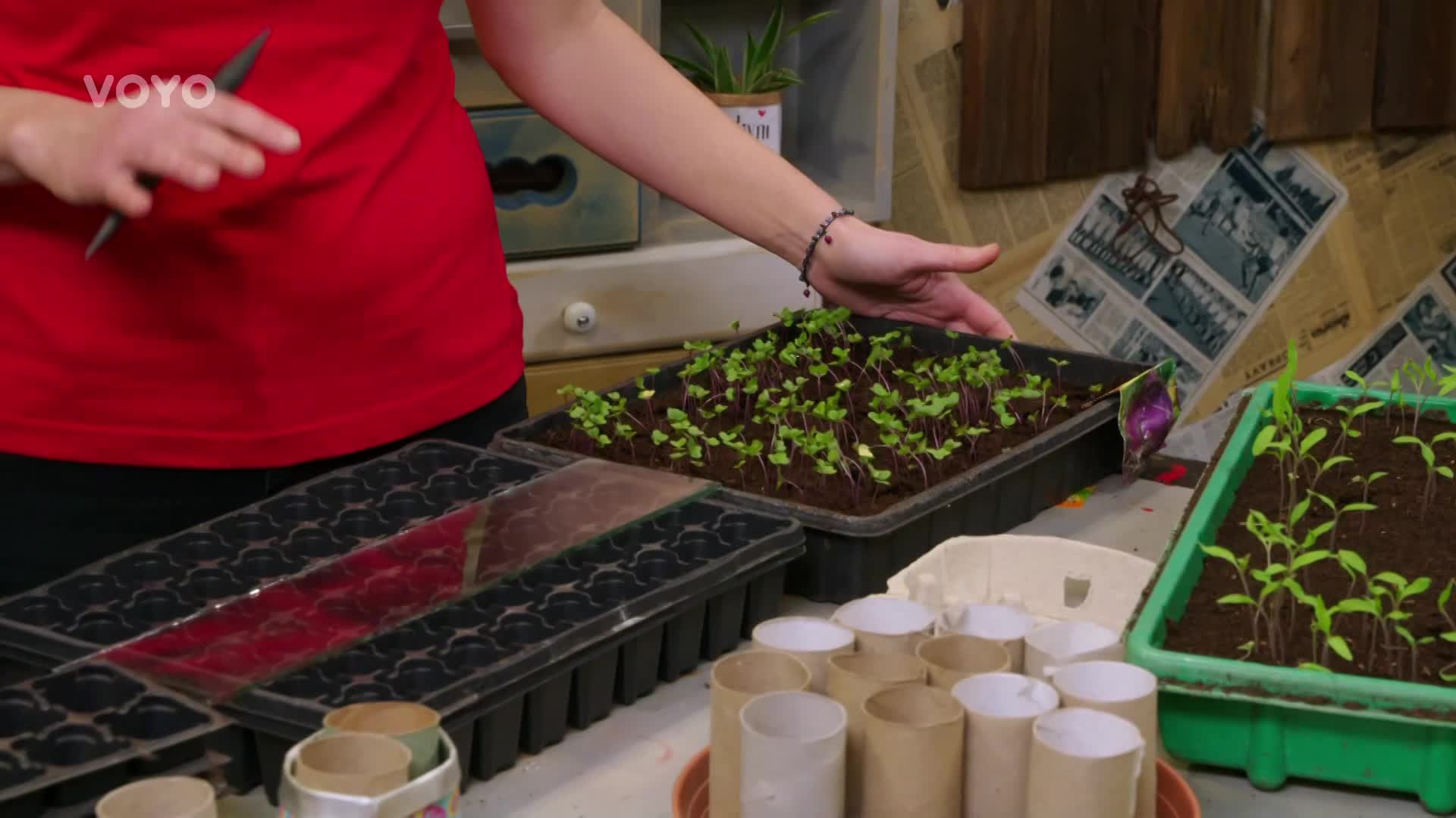 Zahradnická sezóna začala! Jak předpěstovat zdravé sazenice?
