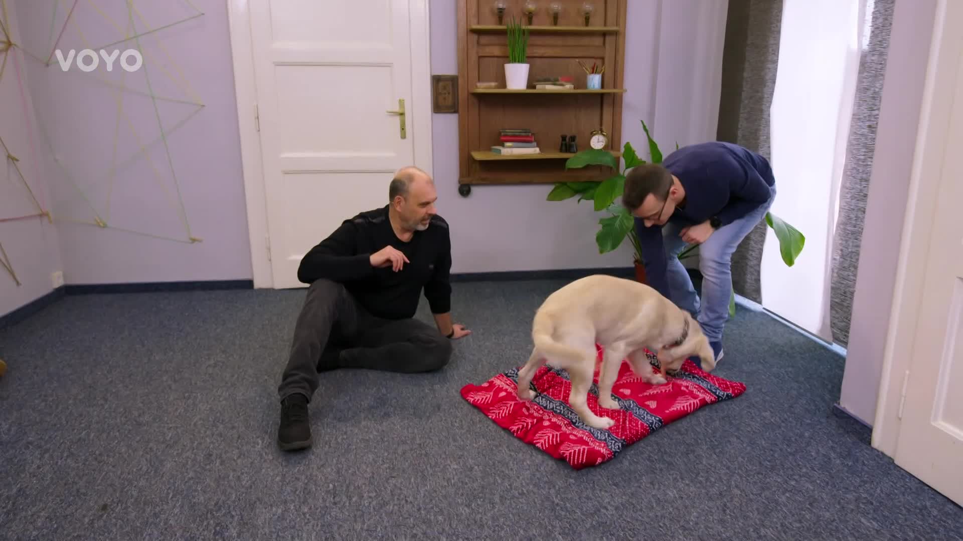Jak odnaučit pejska tahání na vodítku? Dodržujte těchto pět pravidel!