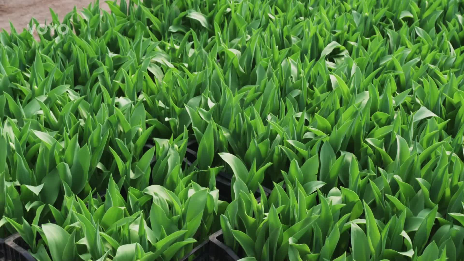Jaro už se nezadržitelně blíží! Jak vypěstovat krásné tulipány?