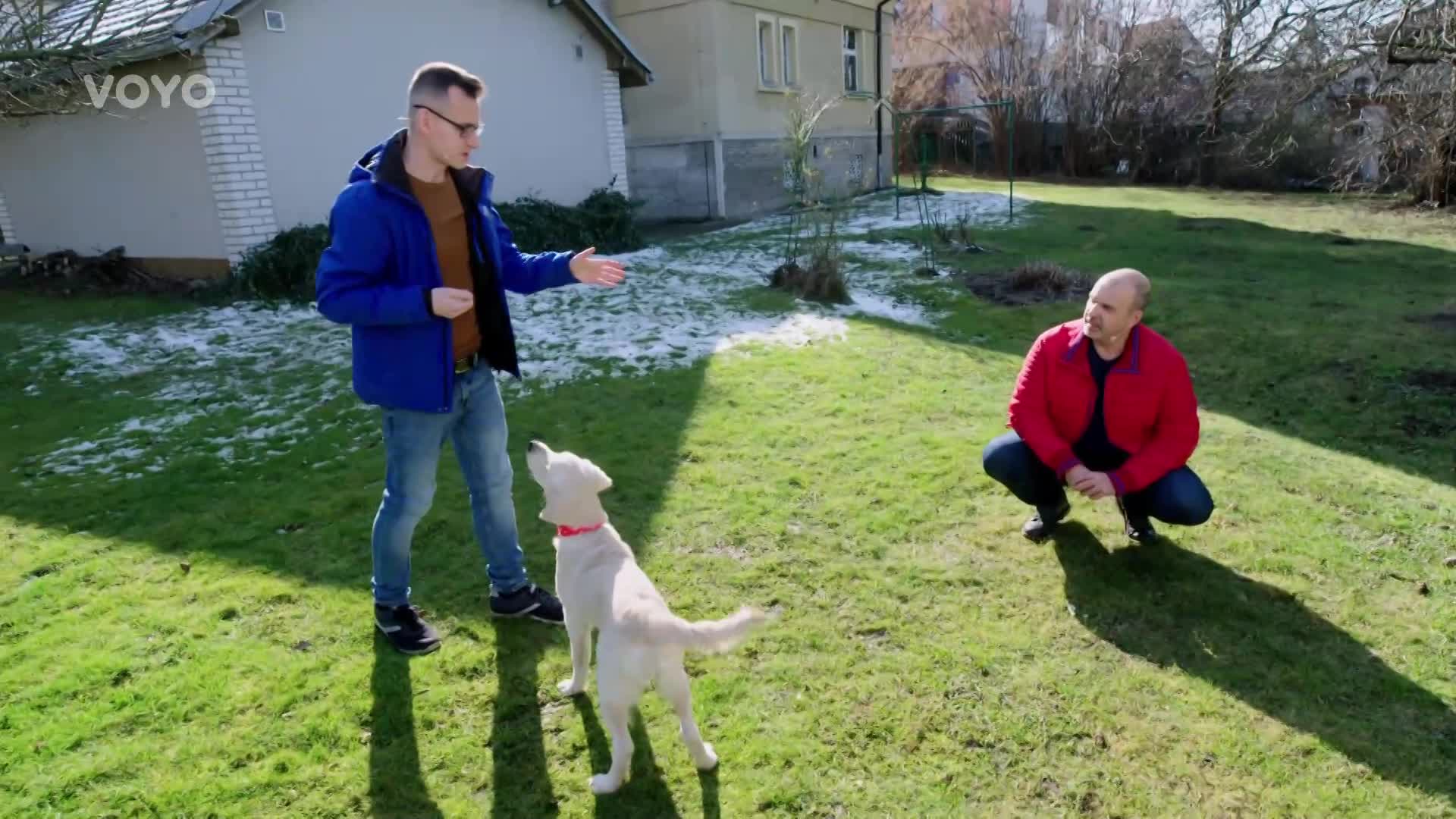 Jak psa přivolat a socializovat? Udělejte z toho pro něj zábavnou hru!
