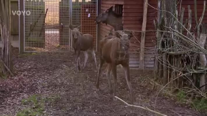 Loskuták: Los a medvěd v Zoo