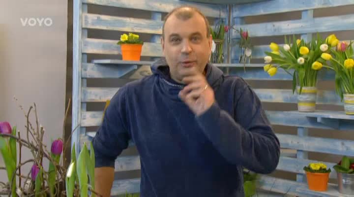 Loskuták: Tulipány