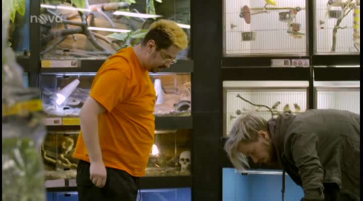 Utajenému šéfovi se orosí čelo! Velký had mu způsobí značný šok. VIDEO