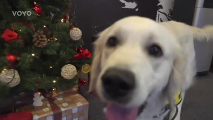 KLID A POHODA: Jak zajistit, aby si váš pejsek užil Vánoce stejně jako vy? Pejsek Sunny napoví!