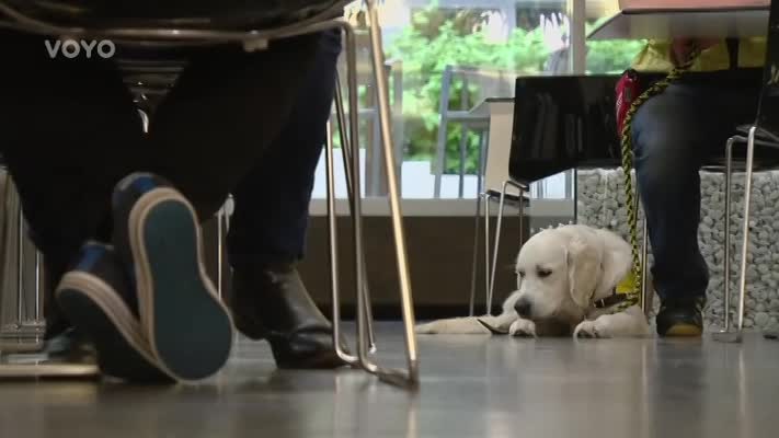 Fuj! Snídaňové štěně Sunny se učilo dobrému chování v restauraci. Dopadlo to všelijak