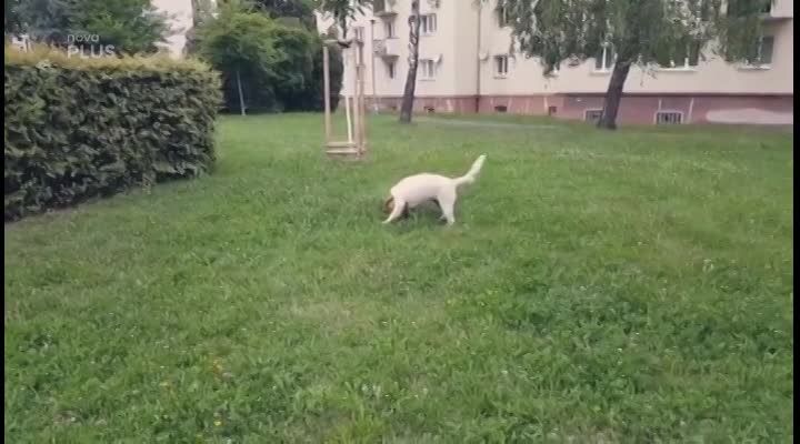 SMUTNÝ SUNNY: Válčil s kaktusem. Souboj měl nečekaného vítěze!