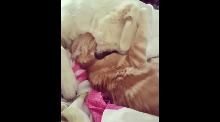 Je to samý kousanec! Kdo napadl snídaňové štěně?