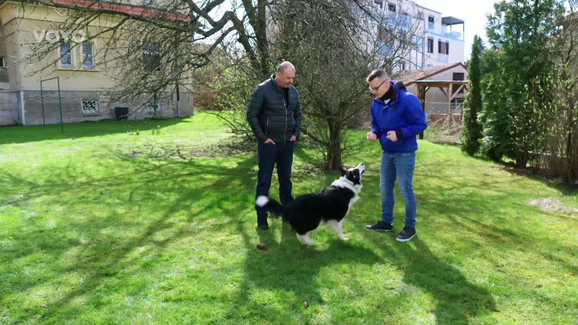 Praktický cvik pro psy: Co všechno ho s ním můžete naučit?
