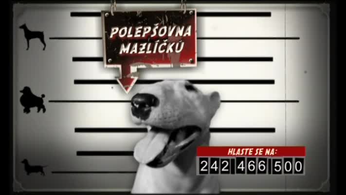 Polepšovna mazlíčků - přihlaste se na www.nova.cz/mazlicci