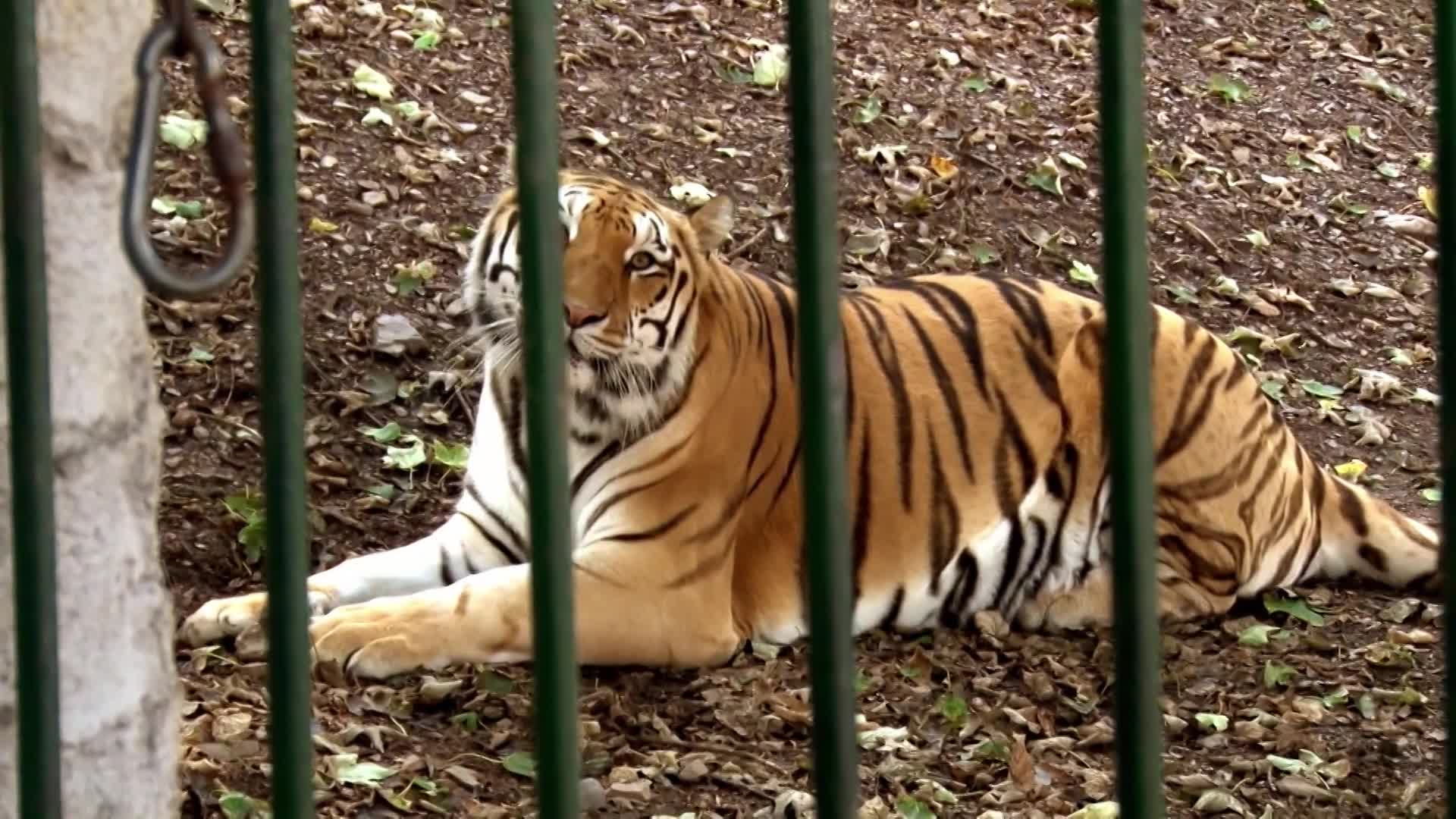 Místo dětí neobvyklý domácí mazlíček! Jaký šok zažije Lucka ve Výměně?