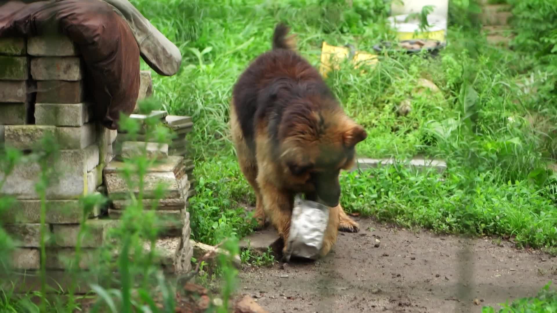 Bena týrali, v kotci bojoval o život! Teď hledá nového páníčka