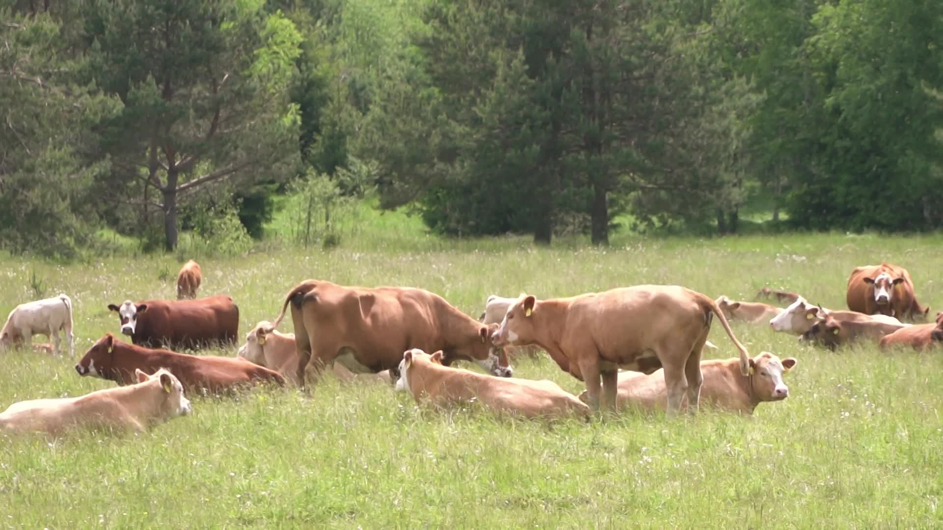 Bonusové reportáže 2020 Dovolená v ČR - Šumava 3 B091910