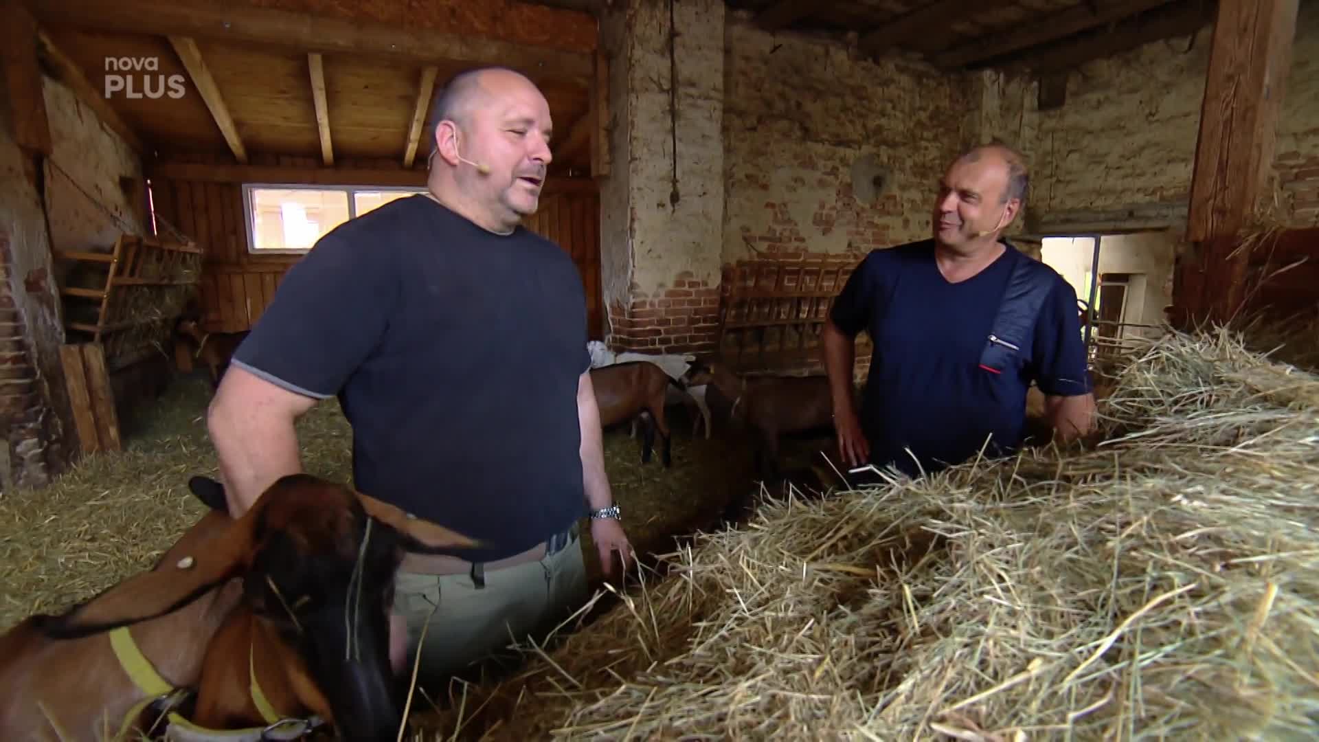 Jak vypadá život na farmě? Kozí mléko má oproti kravskému řadu výhod!