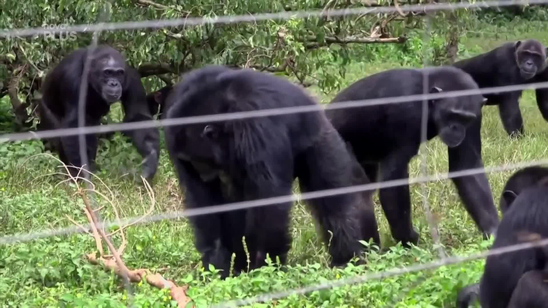 Jak to vypadá na šimpanzím ostrově? Primáti si užívají život v bezpečí rezervace
