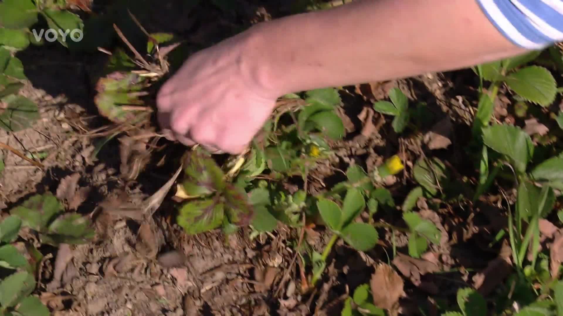 Pěstování jahod není žádná věda! Jak o ně na jaře správně pečovat?