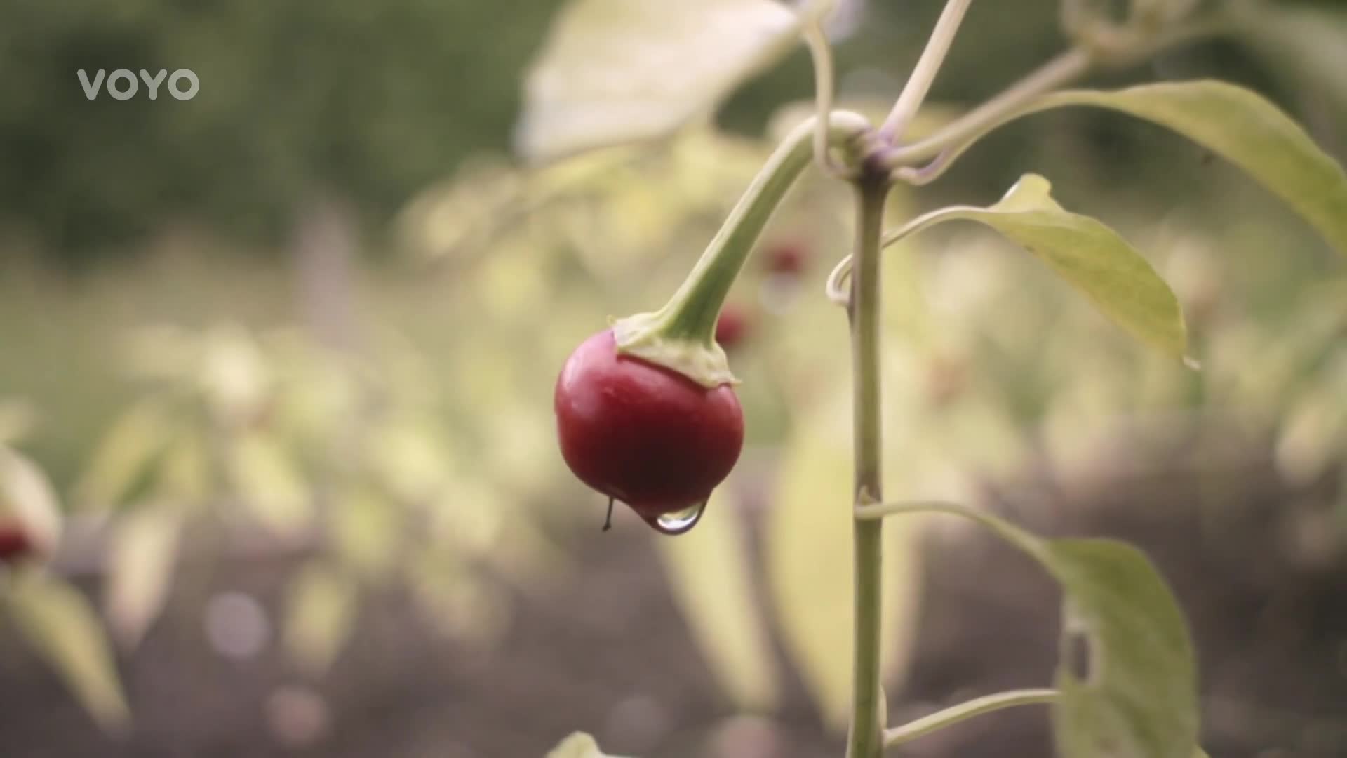 Kdo umí nejlíp vařit? Oblíbení kuchtíci už mají jasno!