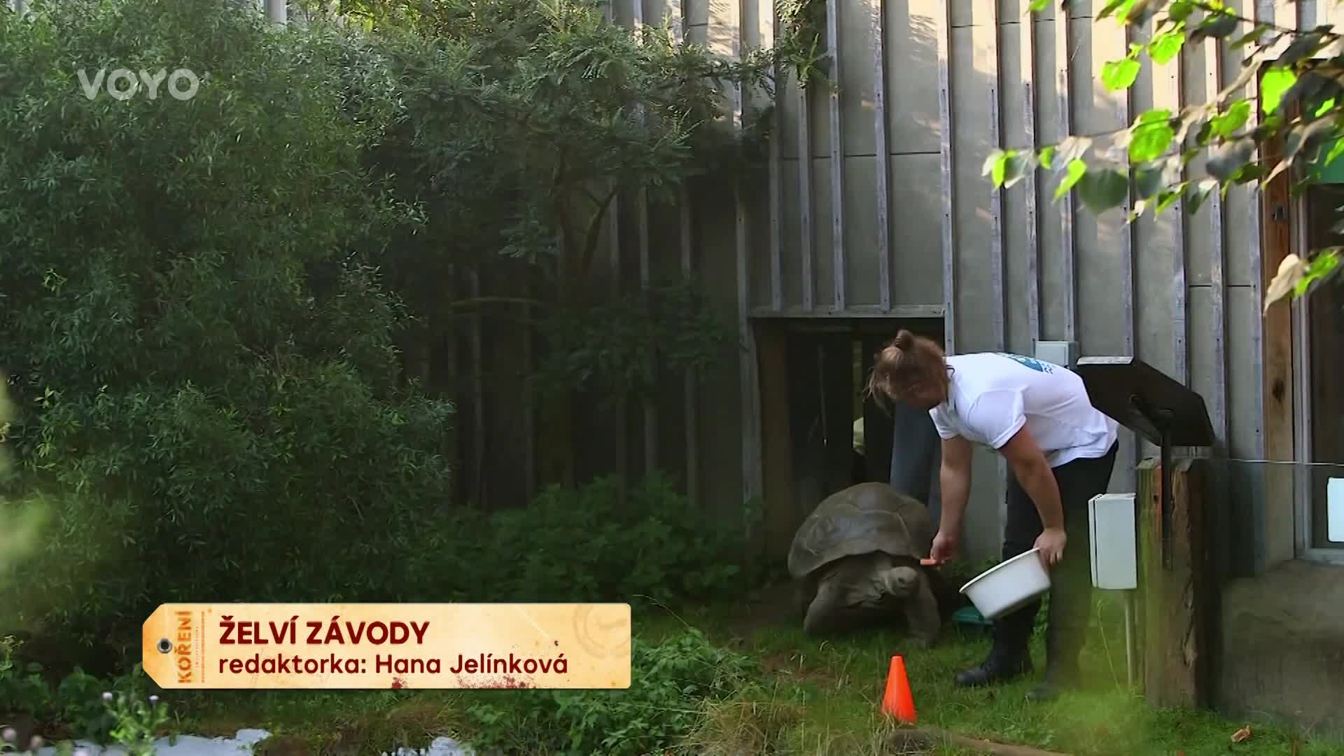 Jak vypadají želví závody? Překonat 200 metrů jim trvalo přes hodinu!