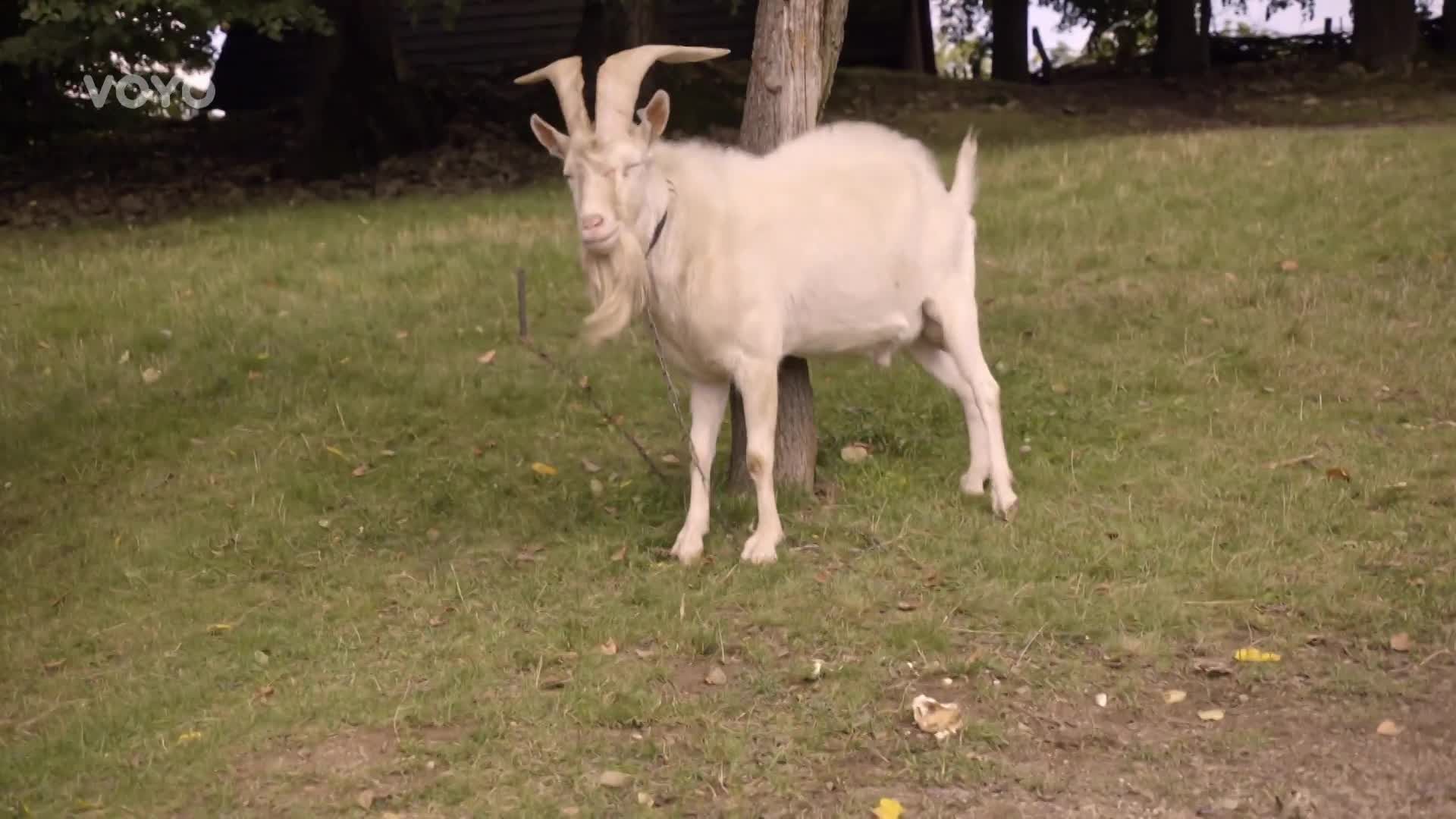 Šéfkuchařům zkřížil cestu kozel! Potrká nebojácného Přemka?