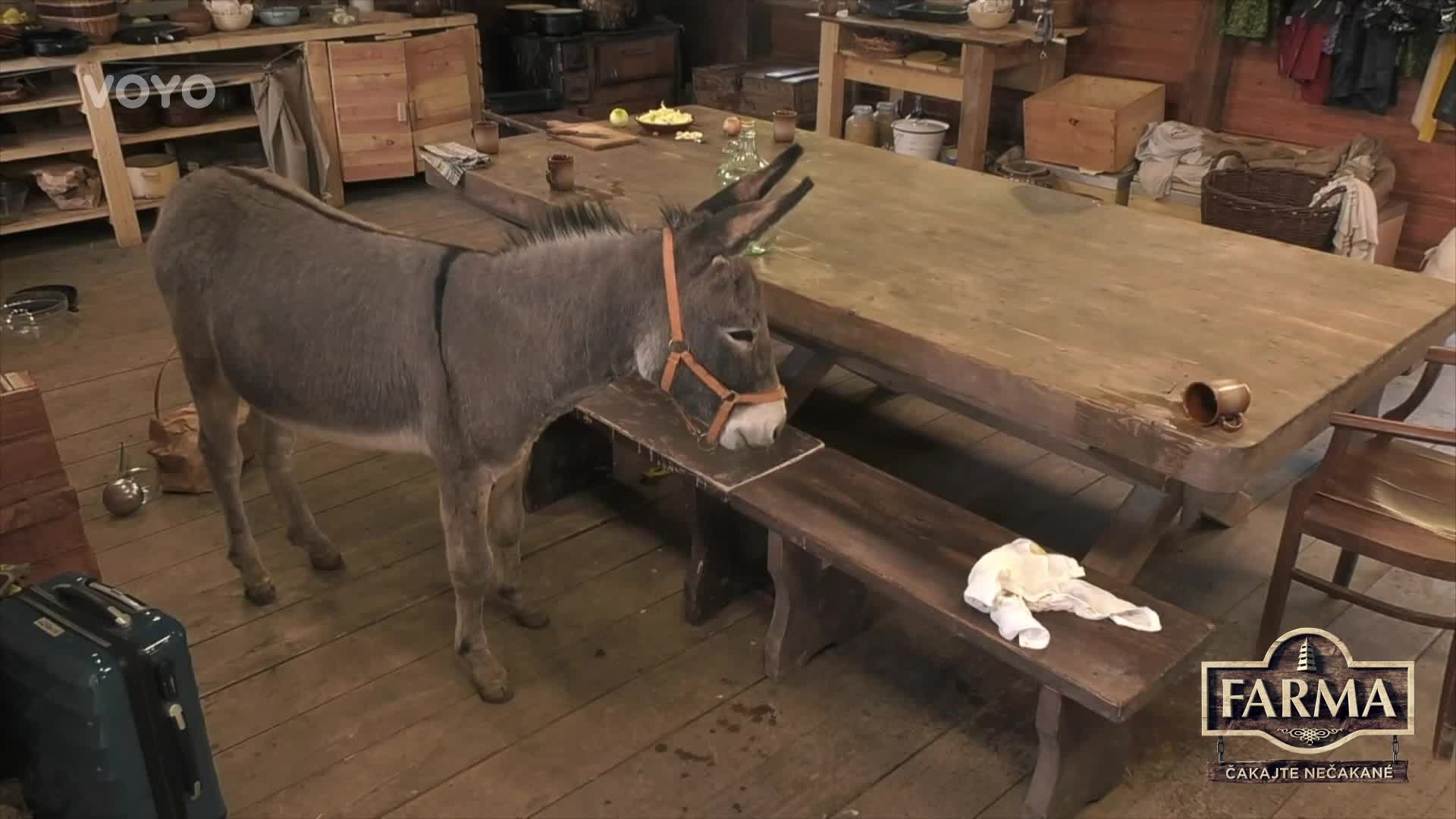 Co se bude dít po skončení Farmy? Na statku vznikl dost bizarní nápad!