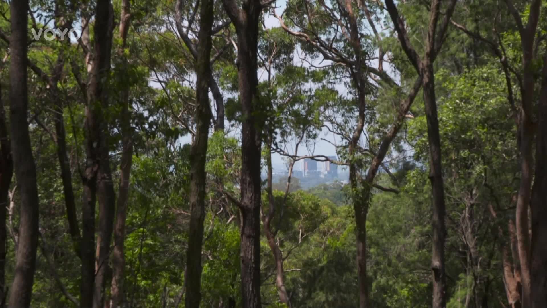 Jak zachránit naše klima? Během deseti minut vysadí dron až tisíc rostlin!