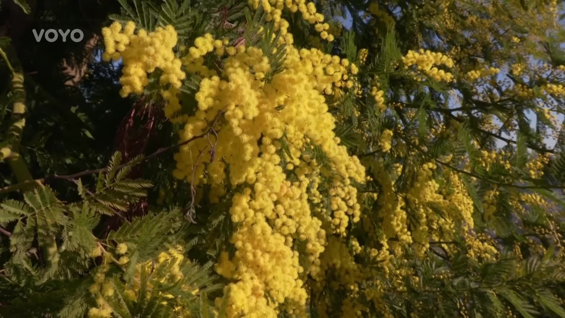 Příchod jara: Z uhrančivě voňavé mimózy se vyrábí luxusní francouzské parfémy!