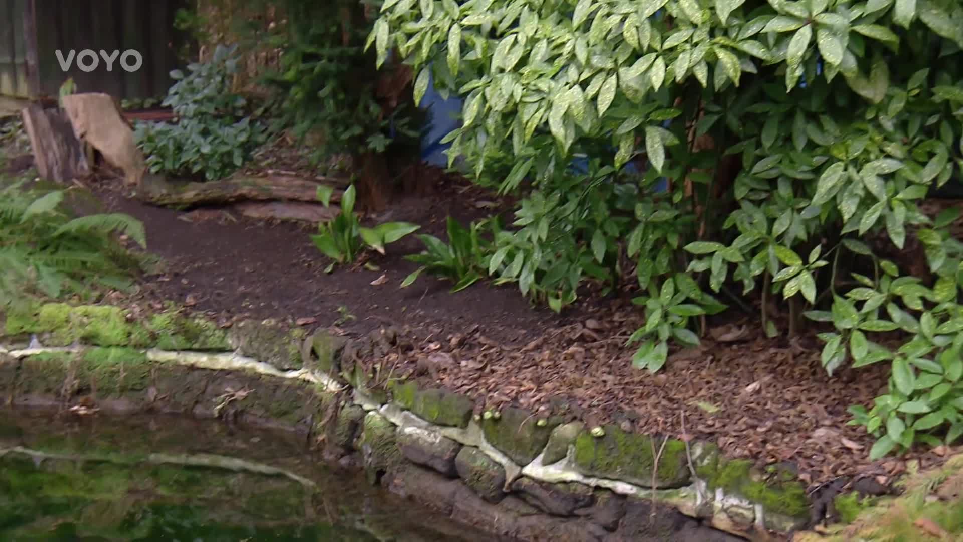 Aukuba vám na zahradě bude dělat parádu i přes zimu! Jak ji správně pěstovat?