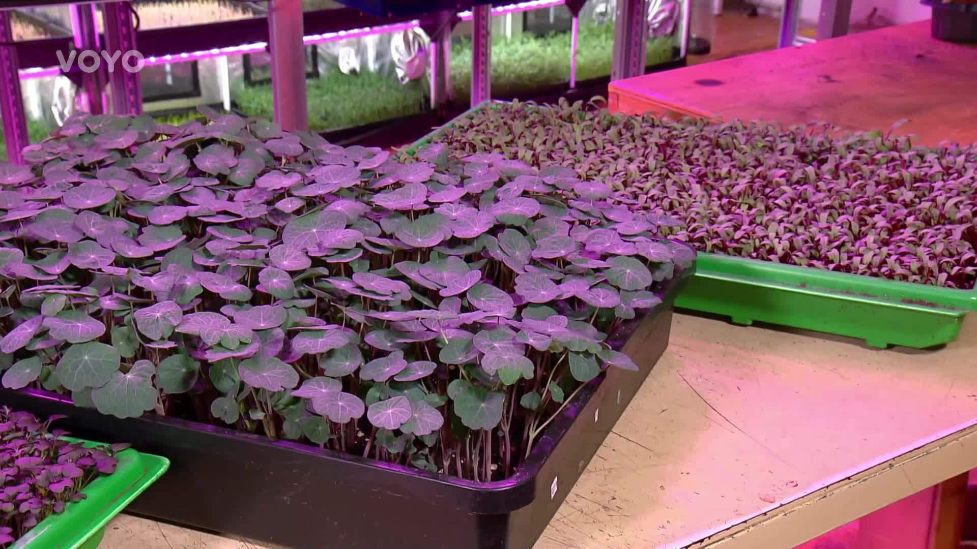Jak dodat tělu zdraví prospěšné látky? Vyhledejte klíčky a microgreens