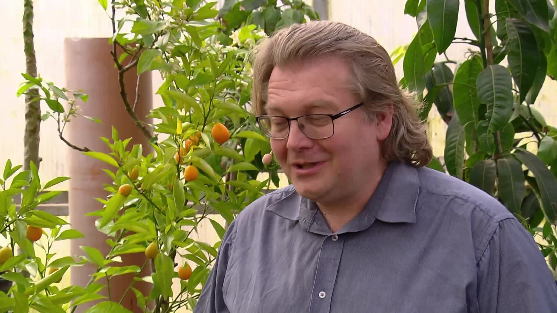 Jak u nás pěstovat citrusy? Poradíme začátečníkům, jak na to!