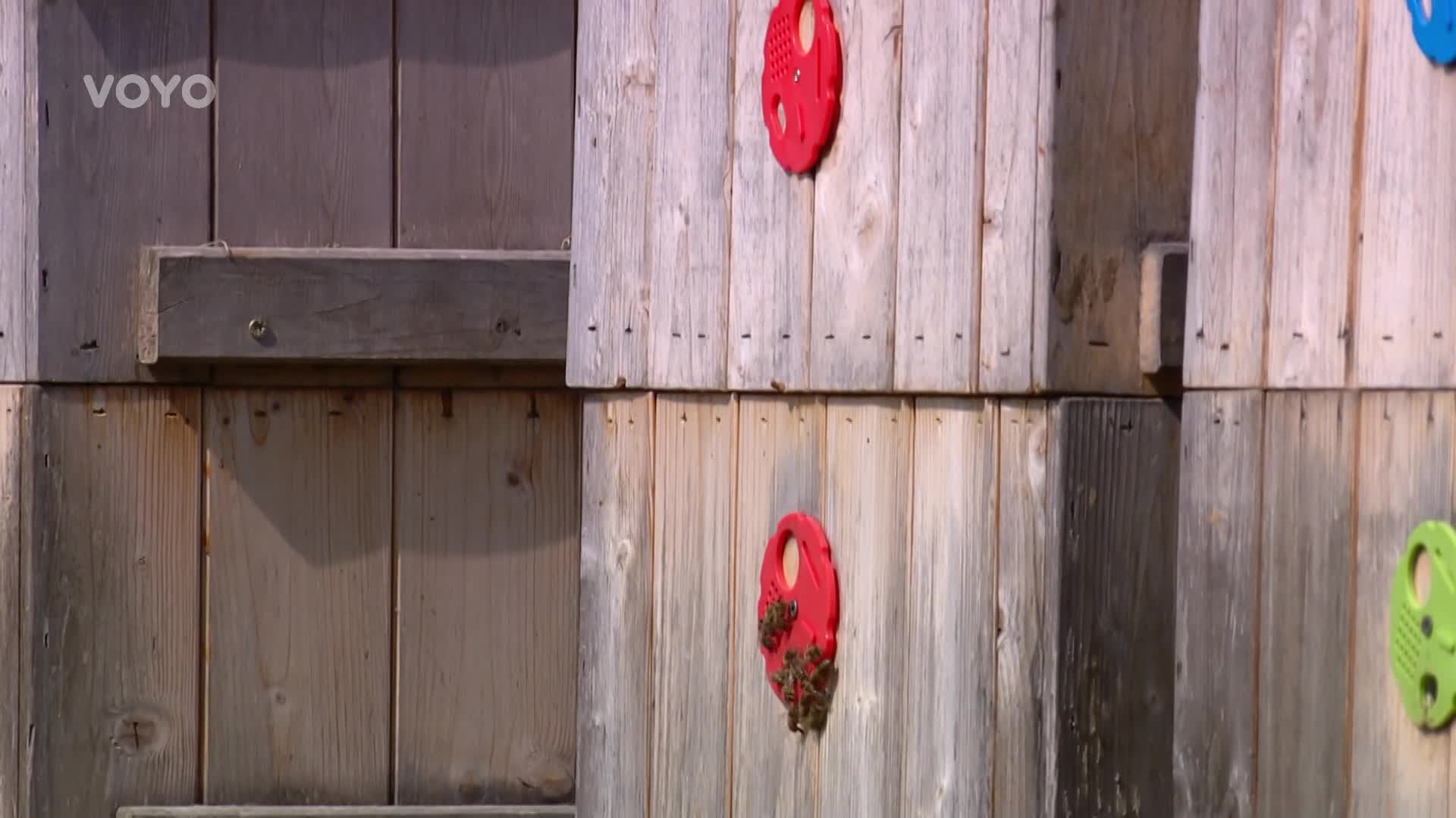 Bez včel by naše civilizace zanikla! Podívejte se, jak se o ně správně starat