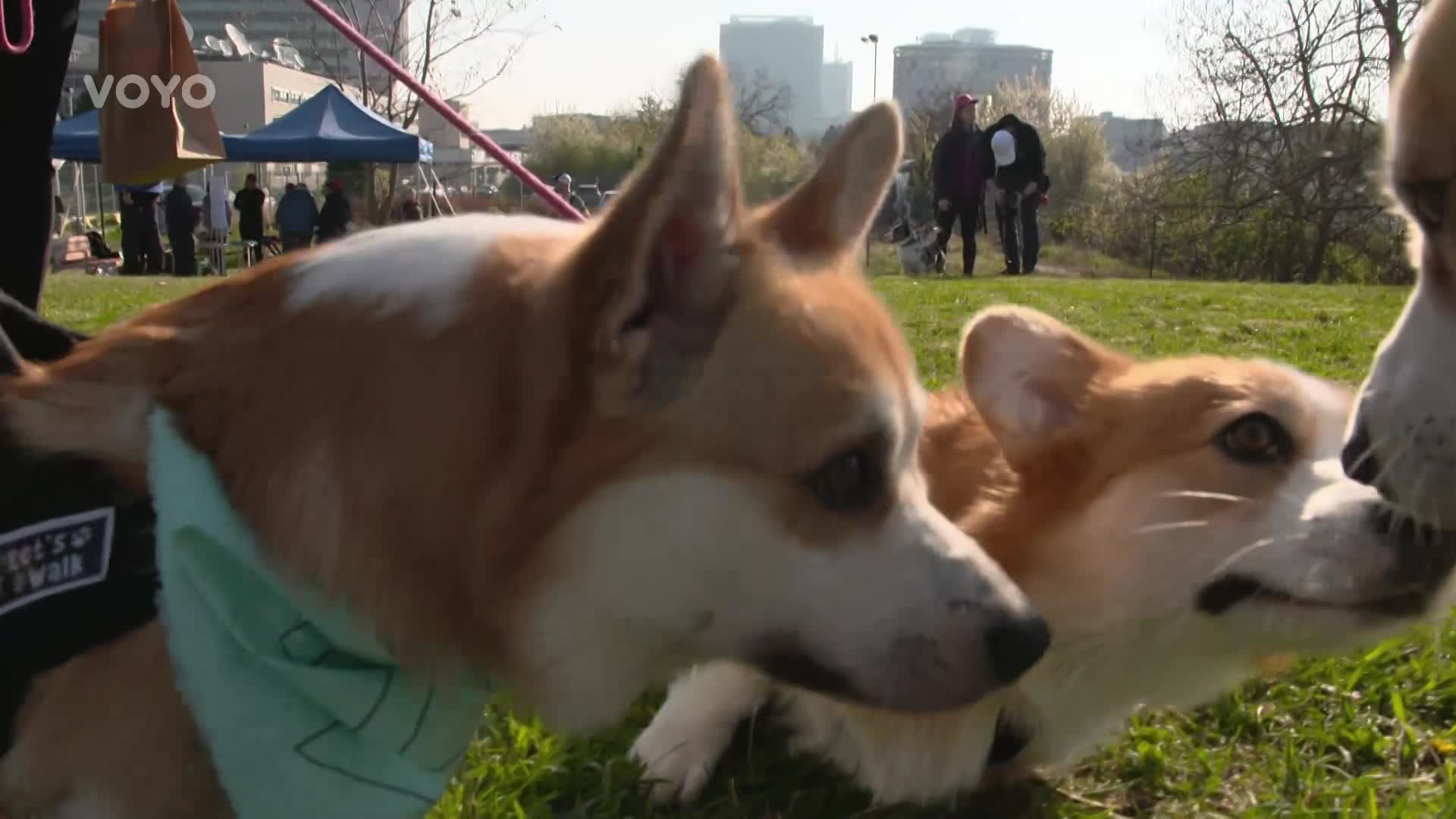 Corgimu propadla i britská královna! Jak vypadají závody těchto psů?