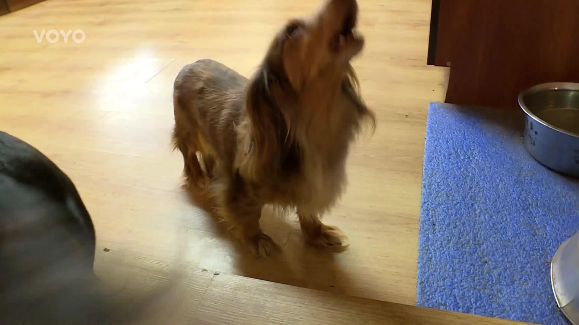 Chlívek, blechy a smrad! Jak Iva rozdýchá první dojmy z nové domácnosti?