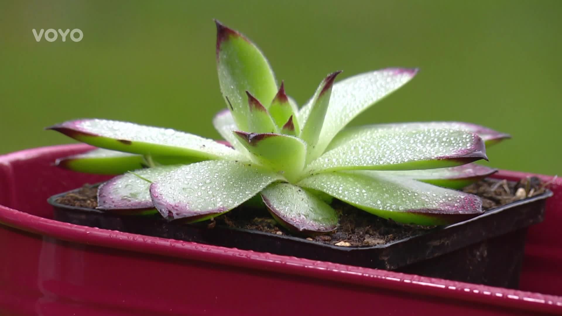 Netřesk v lidovém léčitelství: Má ještě lepší účinky než aloe vera!