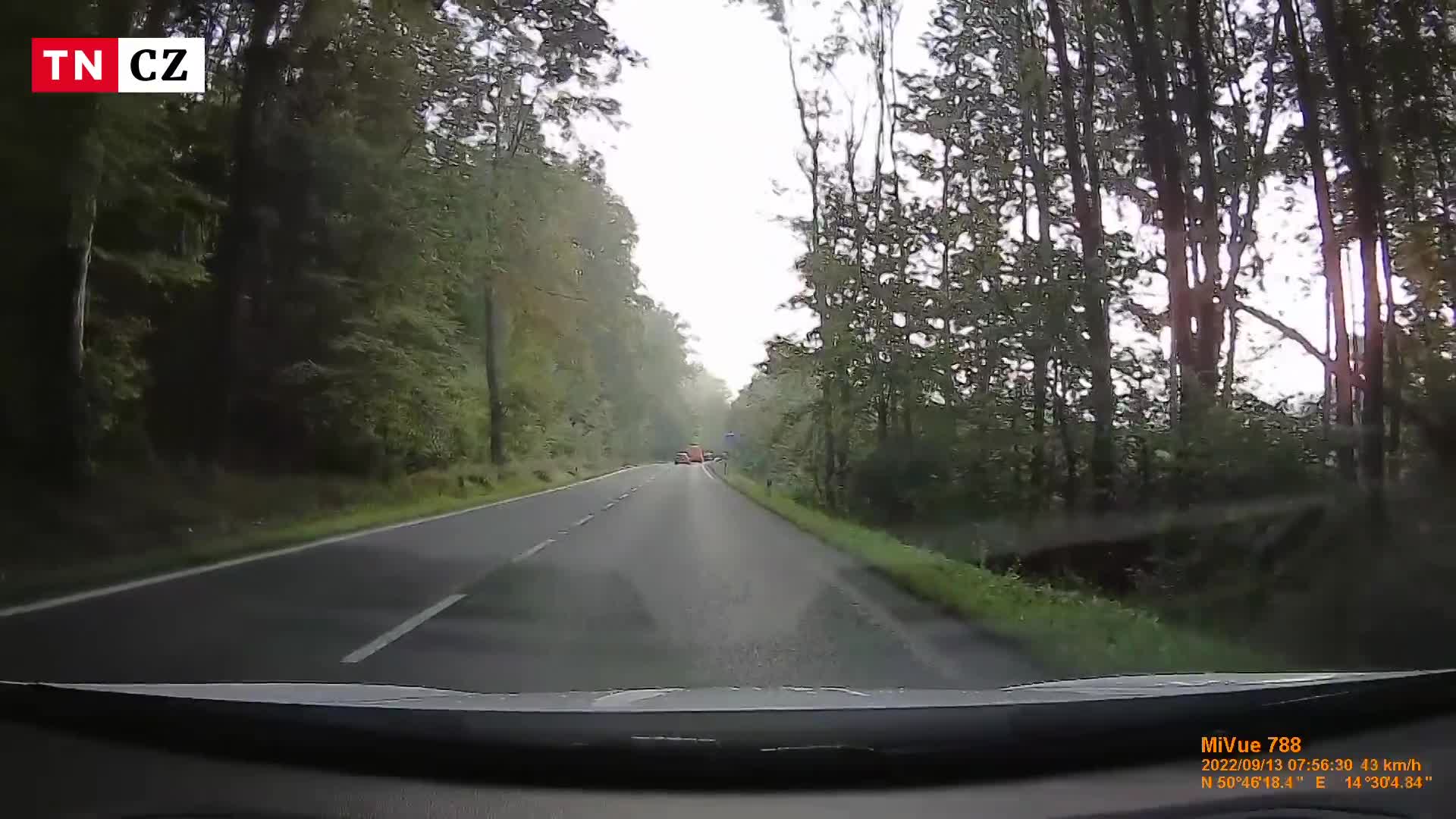 Řidiče překvapil "létající" jelen. K nehodě chyběly jen centimetry
