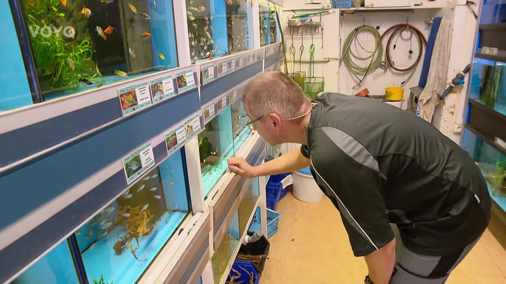 Jak vyčistit akvárium? Pořiďte si živočichy, kteří vám s tím pomohou!