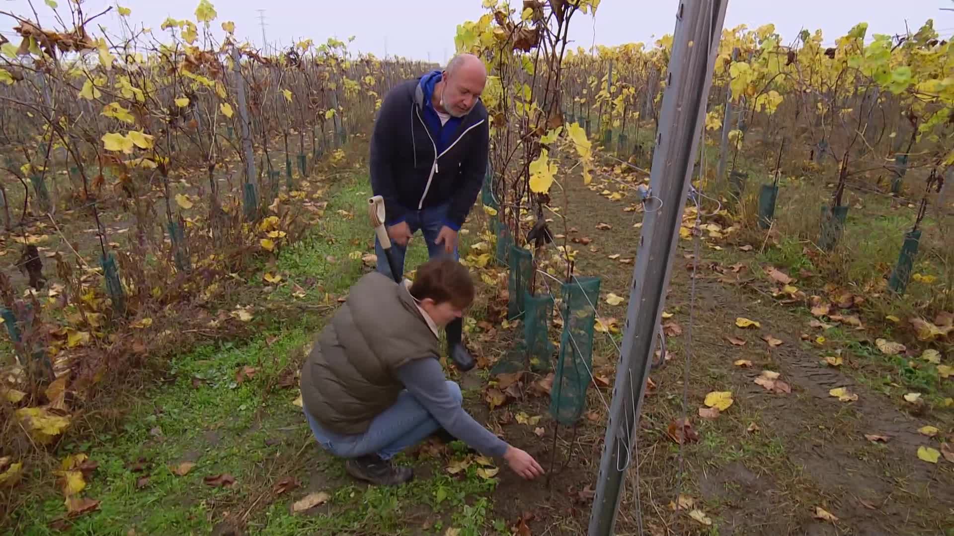 Chcete mít velkou úrodu vinné révy? Dopřejte rostlinám patřičnou péči