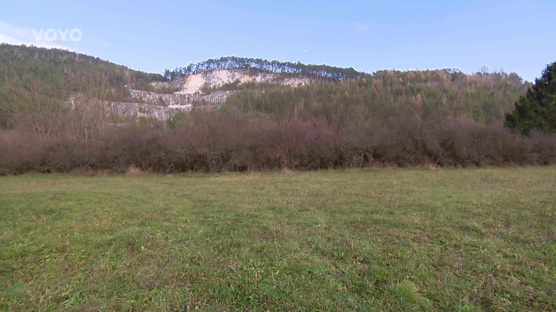 Na houby v zimě? Vyrazte na sběr čirůvky dvoubarvé!