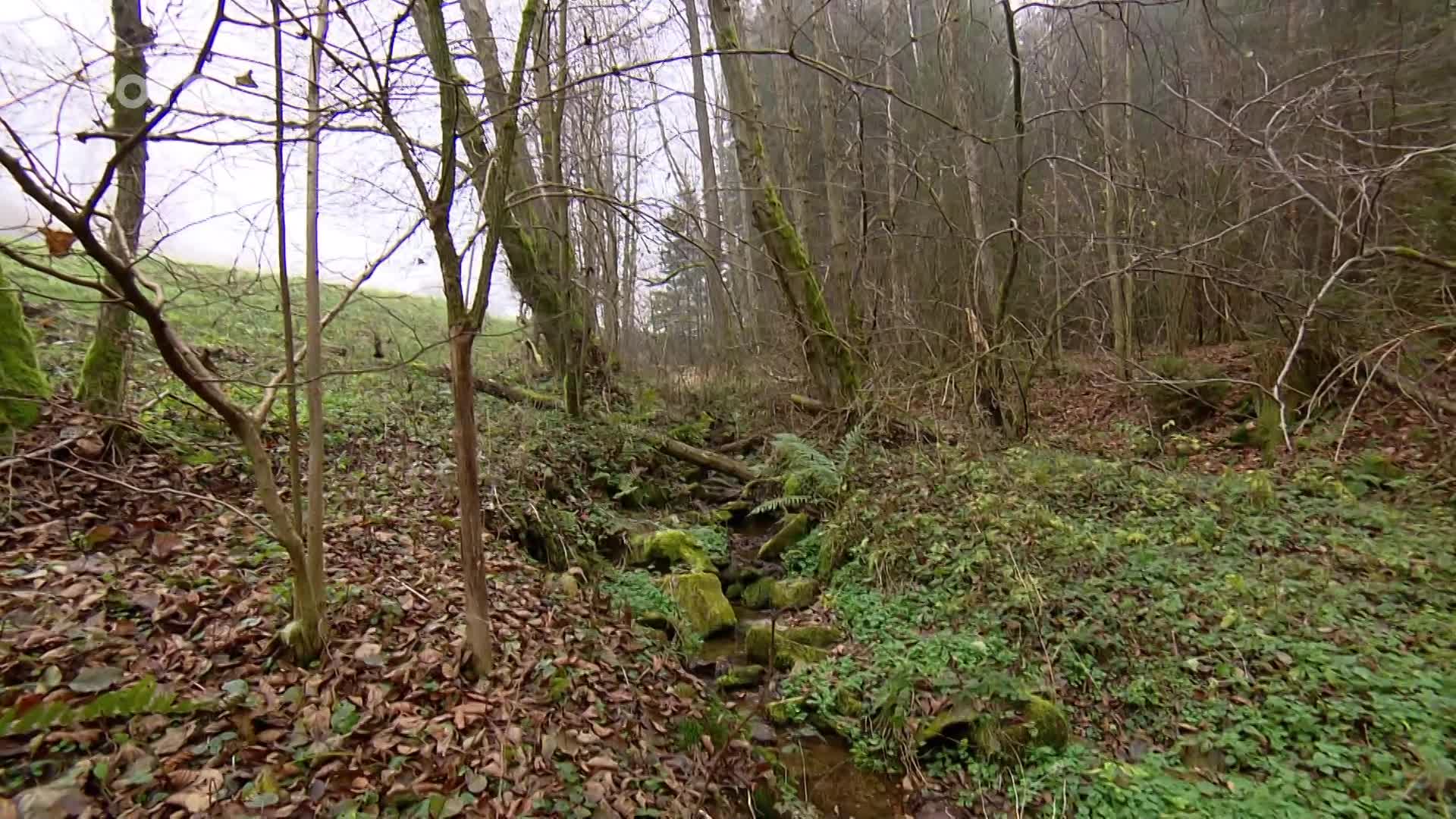Léčivá houba: Jak správně připravit penízovku sametonohou?