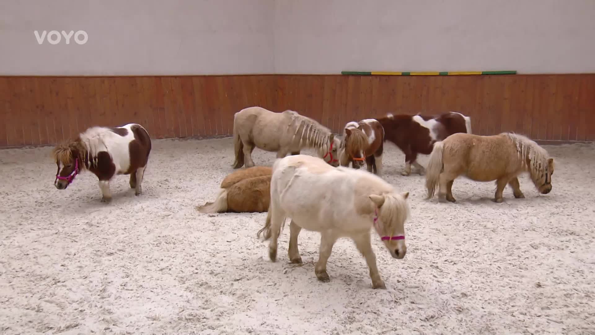 Nejroztomilejší kůň na světě! Jak o toto plemeno správně pečovat?
