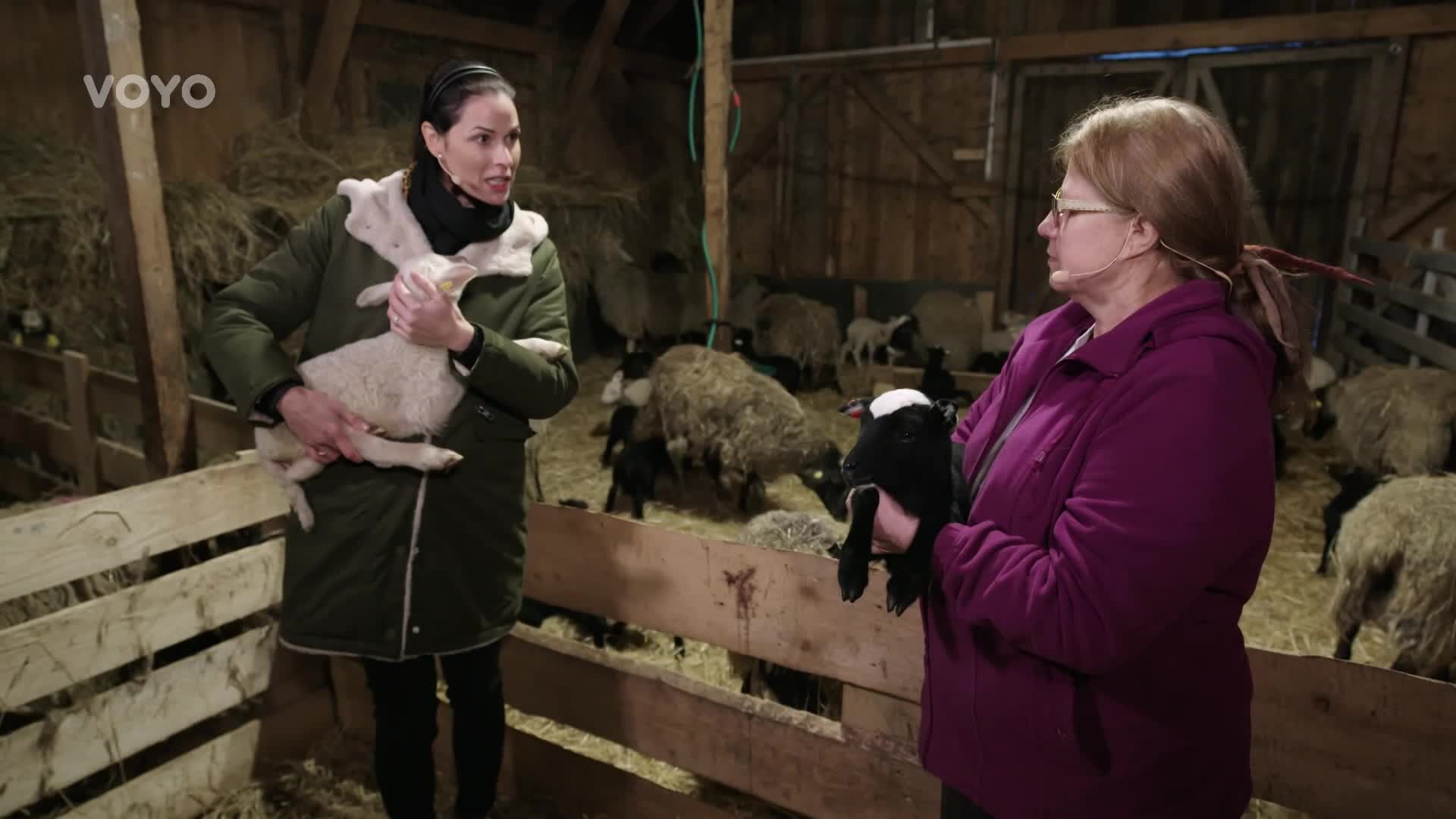 Život na farmě: Jak přicházejí jehňátka na svět?