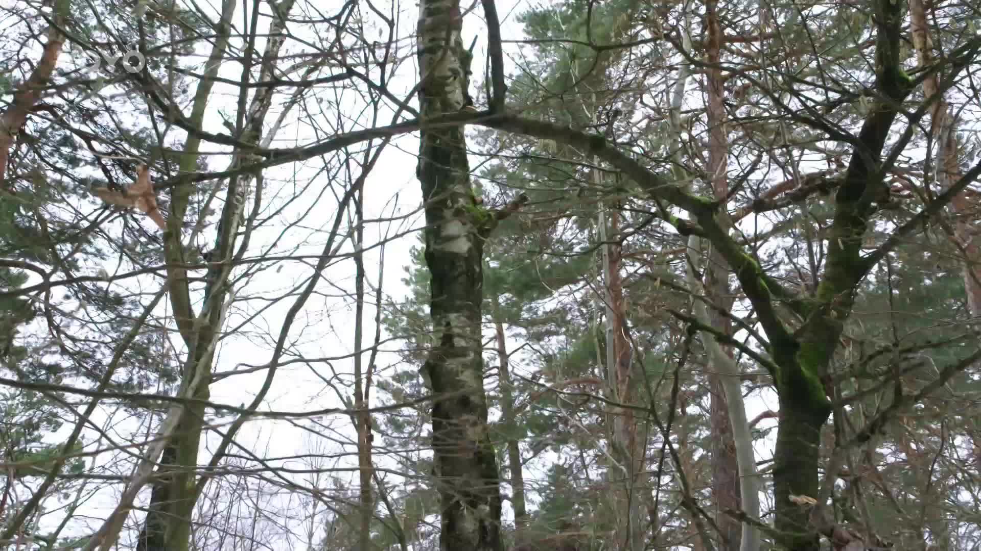 Houba chaga podporuje imunitu a zpomaluje stárnutí! Jak si z ní připravit čaj?