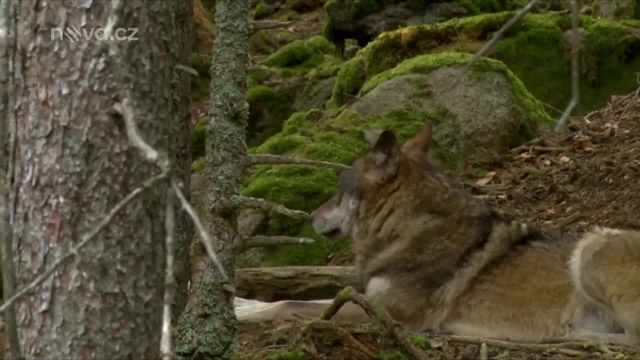 Střepiny: Vlčí zabijáci