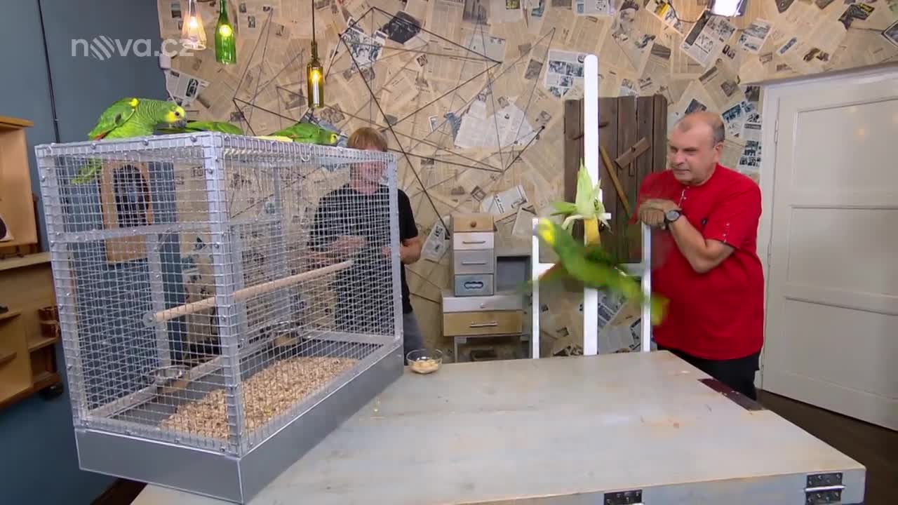 Rady ptáka Loskutáka - Chov papouška amazonského