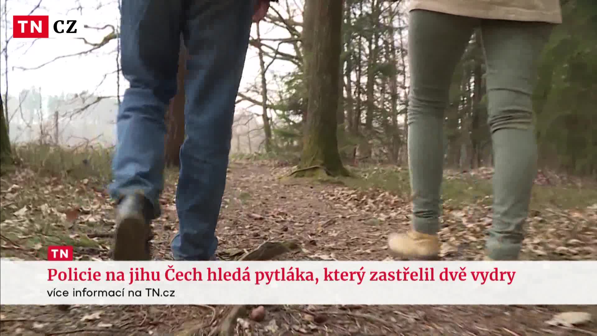 Pytlák na jihu Čech zastřelil dvě chráněné vydry