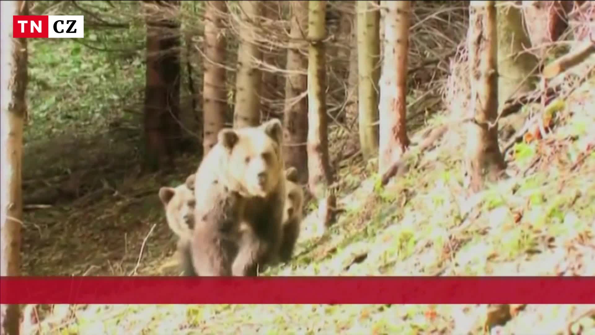 Za útoky medvědů na lidi na Slovensku nemůže jejich přemnožení, říká studie