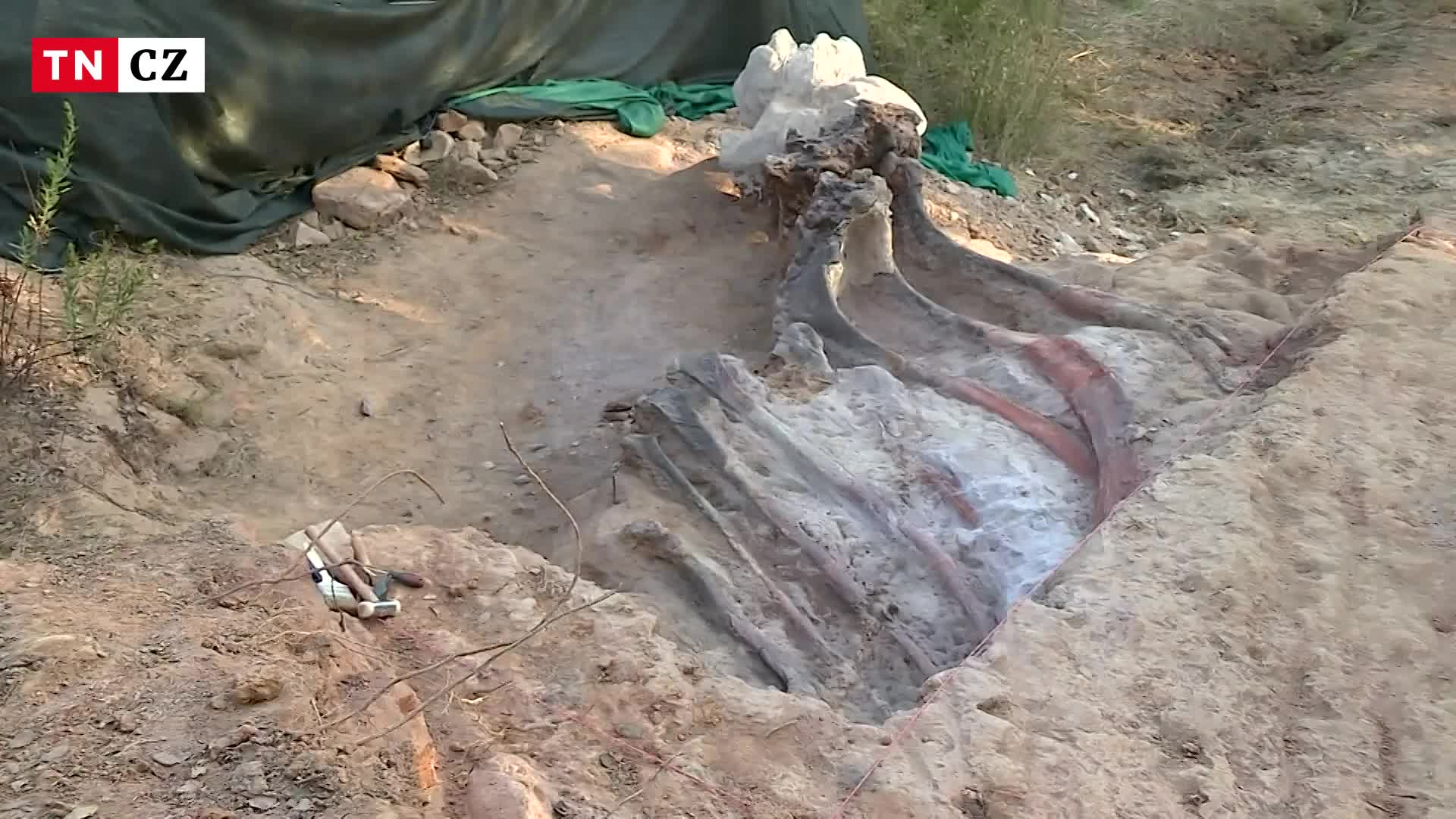 Archeologové našli v Portugalsku kostru dinosaura. Měřila necelých 25 metrů