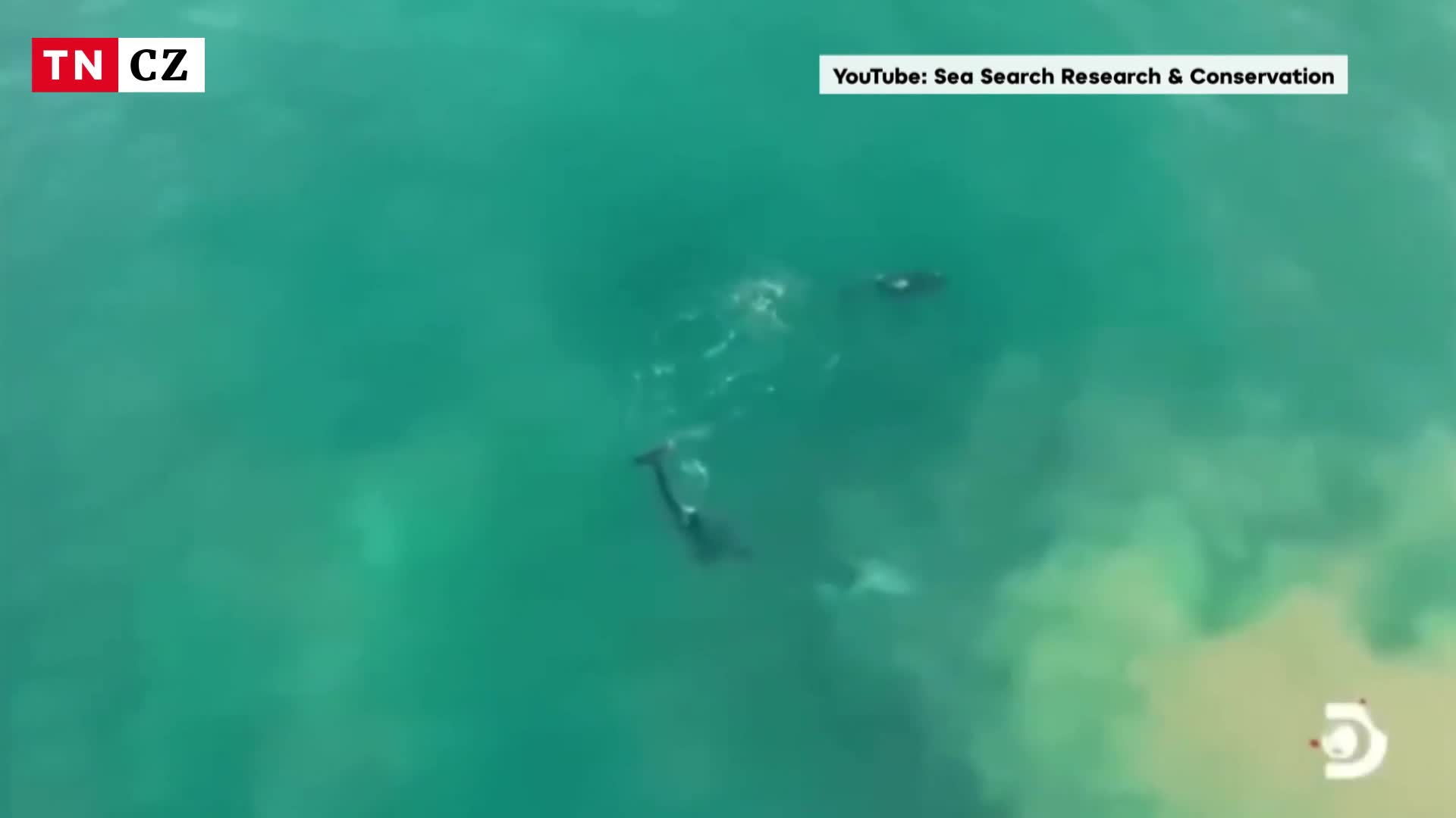 Poprvé v historii se vědcům podařilo natočit souboj mezi skupinou kosatek žralokem