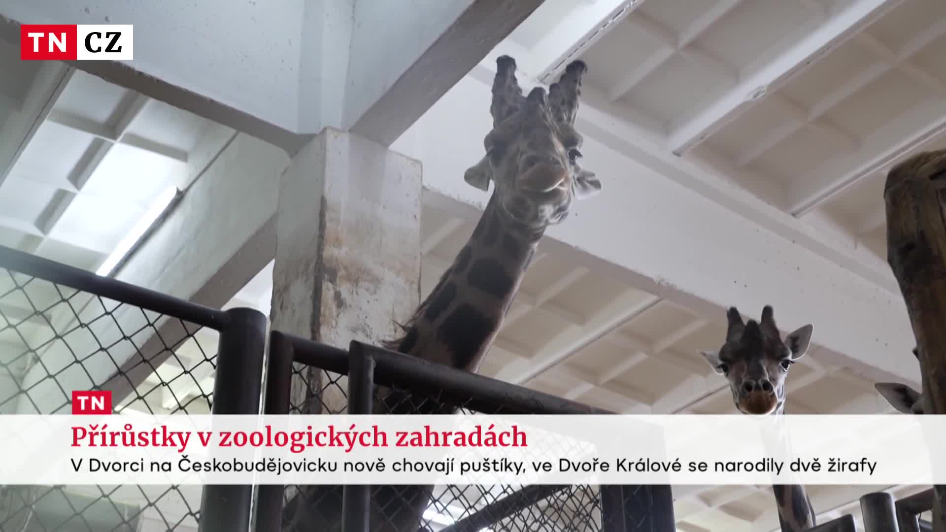 Zoo ve Dvoře Králové má první letošní přírůstky. Stalo se jím mládě žirafy Rothschildovy
