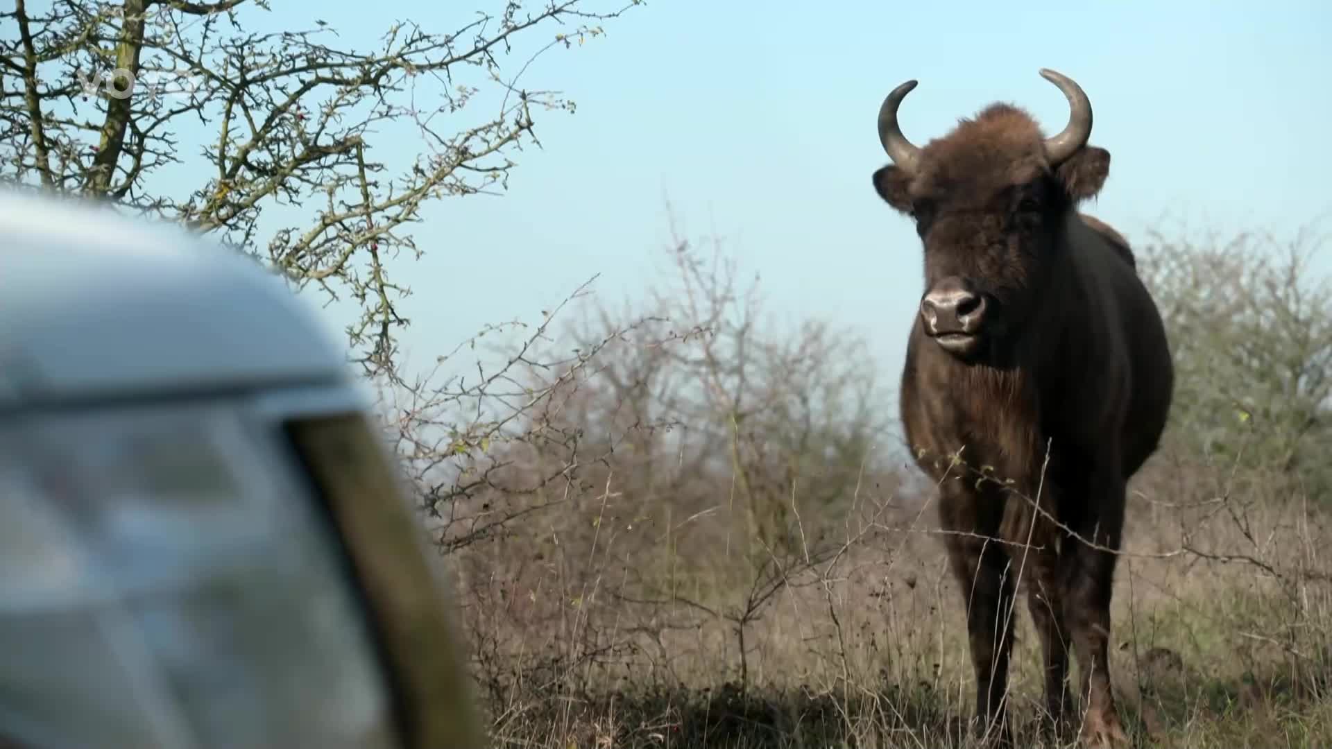 Safari v Milovicích: V bývalých kasárnách žijí divoká zvířata
