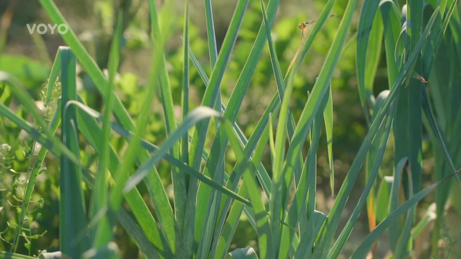 Vaše kouzelná zahrada je zpět: Roman Kváč sype rady z rukávu